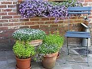 Deze week in de tuin- eind juni