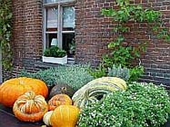 Uw tuin in de eerste week van september