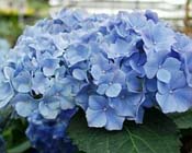 Het geheim van de blauwbloeiende hortensia!