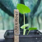 Uw tuin in de eerste week van oktober