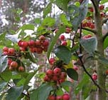  Uw tuin in de tweede week van oktober