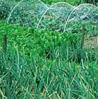 Waarom de moestuin kalken?
