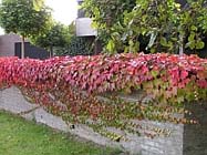 Uw tuin in de derde week van november
