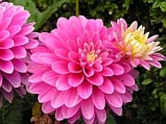 Dahlia`s overwinteren