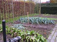 Tuintips: De moestuin in november
