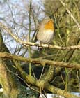 Uw tuin, de eerste week van december
