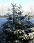 Tuintips voor eind december