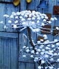 Tuintips voor de eerste week van januari