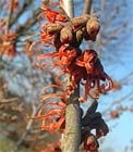 Tuintips voor de eerste week van februari