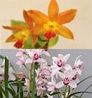 Orchideeën in de huiskamer