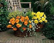 Begonia`s planten