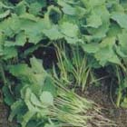 De moestuin in maart