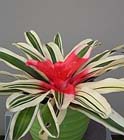 Bromelia’s in de huiskamer