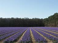 De tuin in de derde week van april