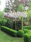 Uw tuin in de vierde week van mei
