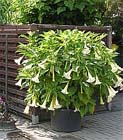 Tuintips voor de eerste week van juli