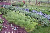 De moestuin in juli