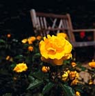 Rozen kleuren de zomertuin