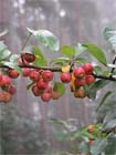 Uw tuin in de eerste week van oktober