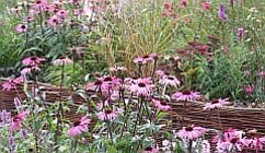 Prairieplanten in je eigen tuin