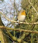 Uw tuin de eerste week van december