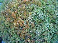Winterzonnebrand bij Buxus