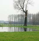 Tuintips voor de derde week van januari