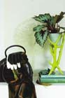 Woonplant van de maand: bladbegonia