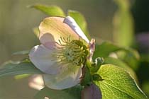 Tuintips voor eind januari - begin februari