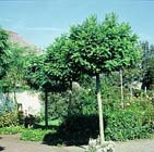 Bomen in de voortuin