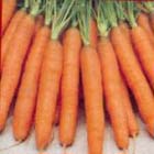 Tuintips: De moestuin in Maart