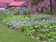 De moestuin in juni
