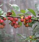 Uw tuin in de eerste week van oktober