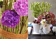 Snijhortensia in beeld