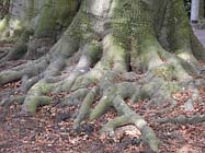 Uw tuin in de tweede week van oktober
