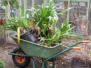 Uw tuin in de vierde week van oktober