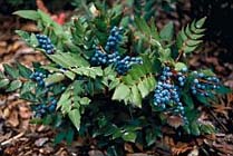 Bijzondere blauwe (sier)bessen