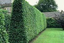 Coniferen en andere wintergroene hagen