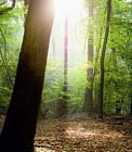 Uw tuin de tweede week van november