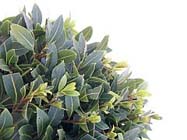 Nieuw: Laurus nobilis `Bay Junior`