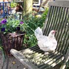 Kippen in de tuin