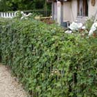 Checklist: plantafstanden bij haagplanten