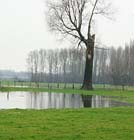 Tuintips voor de derde week van januari