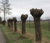 Tuintips voor de vierde week van januari