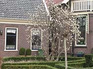 Tuintips voor de derde week van maart