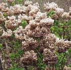Het is tijd om de Hortensia te snoeien