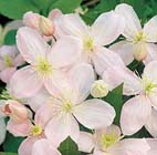 Tuintips: Clematis snoeien