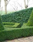 Tuintips: Groene hagen