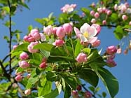 Tuin column: Aprilse grillen