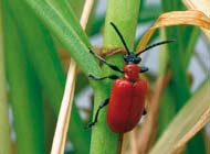 Tuintips: Problemen voorkomen in april